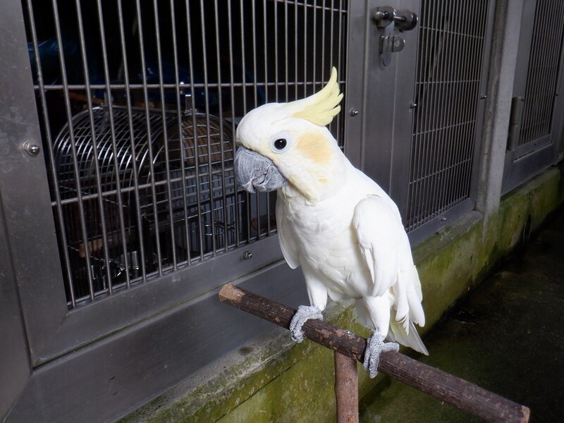 写真：コバタン