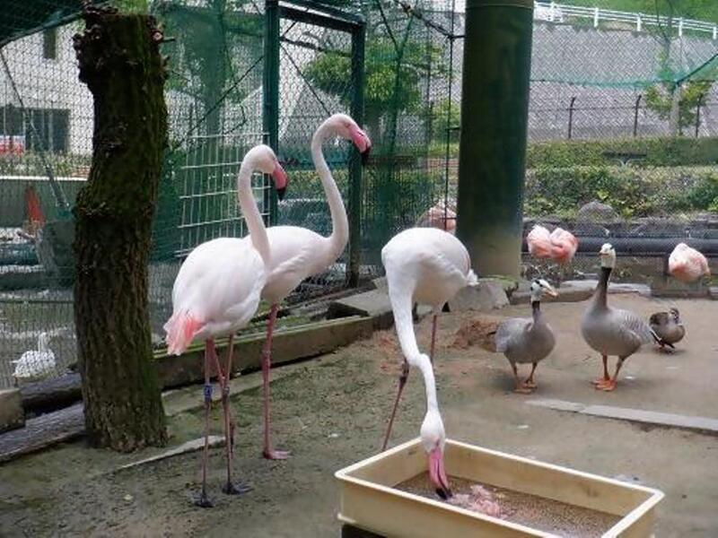 写真：ヨーロッパフラミンゴ