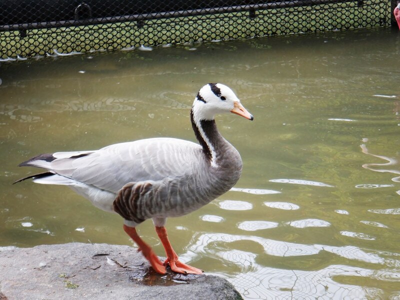 写真：インドガン