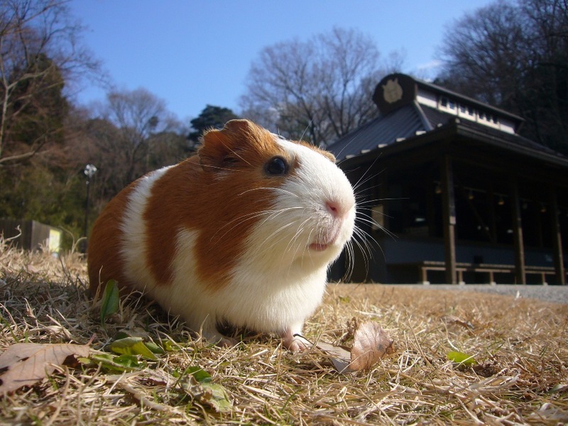 写真：モルモット