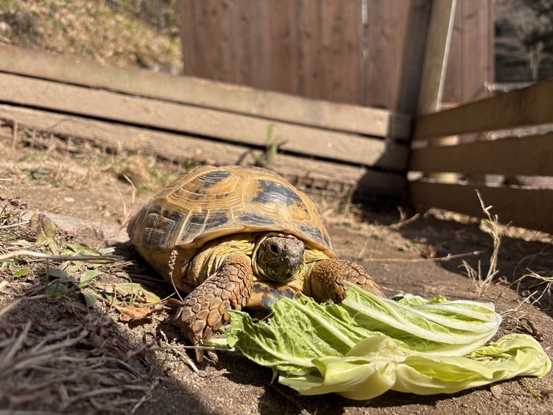 写真：ホルスフィールドリクガメ