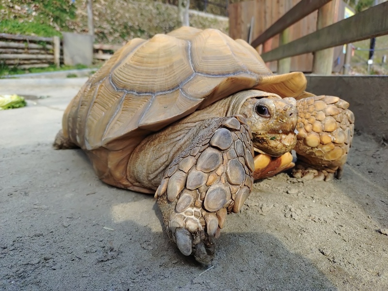 写真：ケヅメリクガメ