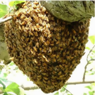 写真：ミツバチの分蜂1