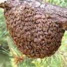 写真：ミツバチの分蜂2