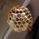 写真：アシナガバチの巣1