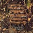 写真：スズメバチの巣3