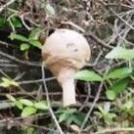 写真：スズメバチの巣1