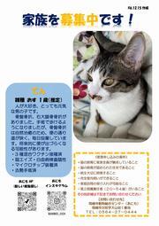 写真：猫の家族を募集中　チラシ（令和6年12月15日作成）