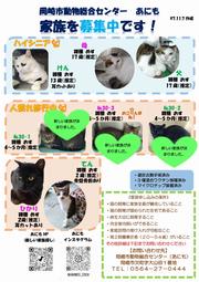 写真：猫の家族を募集中　チラシ（令和7年11月7日作成）