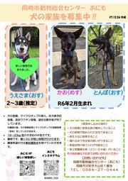 写真：犬の家族を募集中　チラシ（令和7年12月26日作成）