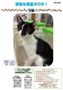 写真：猫の家族を募集中　チラシ（令和8年8月16日作成）