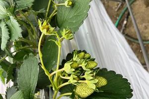 写真：岡崎市地球温暖化防止隊　会員研修会の様子4