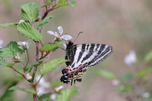 写真：ギフチョウ