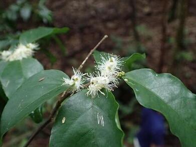 写真：シロバイ
