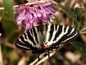 写真：ギフチョウ