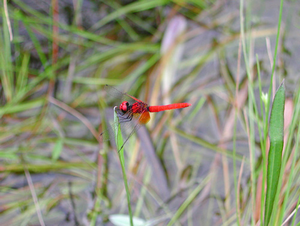 写真：ハッチョウトンボ