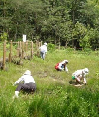 写真：ヌマガヤの刈りとり