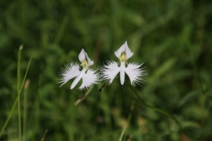 サギソウの写真