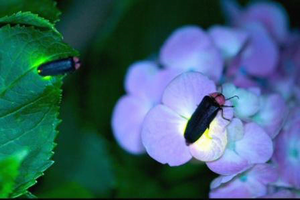 写真：鳥川ホタル