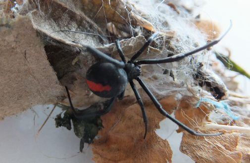 写真：セアカゴケグモ