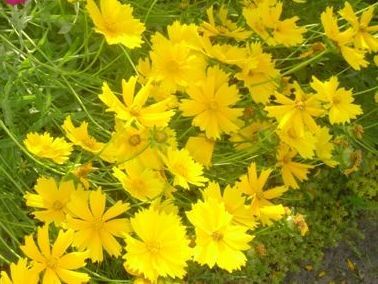 写真：オオキンケイギク