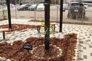 写真：五万石ふじ