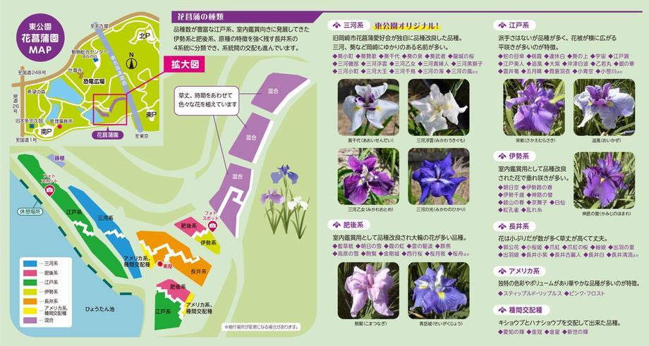 チラシ：岡崎市 東公園花菖蒲園 リーフレット2