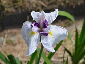 葵千代　あおいせんだい