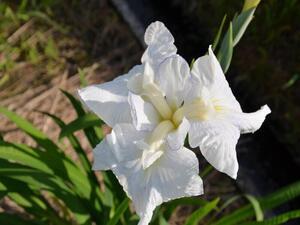 三河浮雲　みかわうきぐも