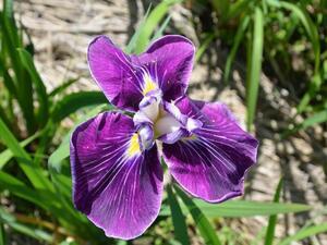 三河乙女　みかわおとめ