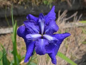 三河の光　みかわのひかり