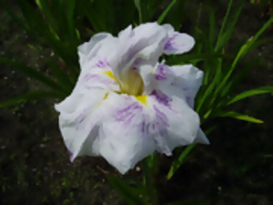 朝日の雪　あさひのゆき