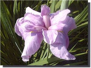 駒繋　こまつなぎ