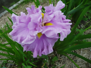 西行桜　さいぎょうさくら