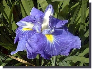 青岳城　せいがくじょう