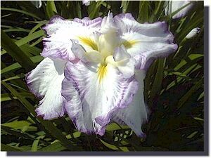 七彩の夢　なないろのゆめ