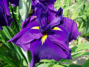 光源氏　ひかるげんじ