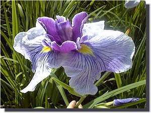 追風　おいかぜ