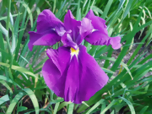 大紫　おおむらさき