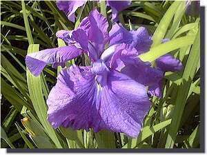 栄紫　さかえむらさき