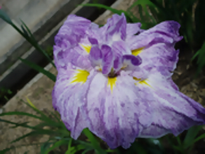 桜ヶ丘　さくらがおか