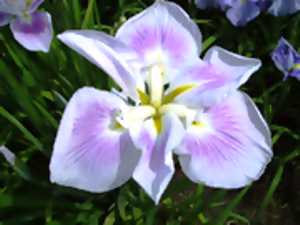 五月晴　さつきばれ