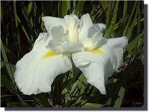 夕鶴　ゆうづる