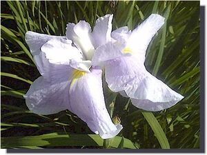 初鏡　はつかがみ