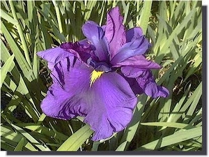 神路の誉　かみじのほまれ