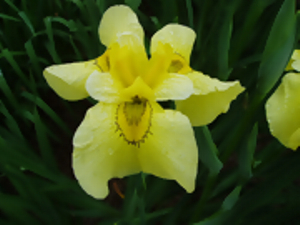 金冠　きんかん