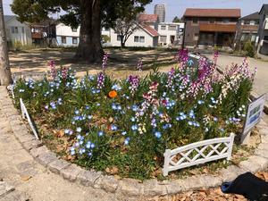 写真：春咲の丘公園花壇