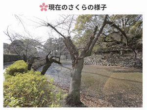 写真：現在のさくらの様子