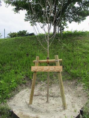 写真：ネームタグを取り付けた桜