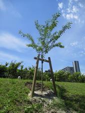 写真：植樹された桜